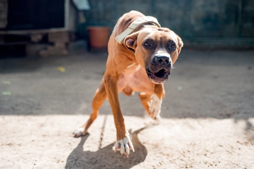 Does Homeowners Insurance Cover Dog Bites? The Matera