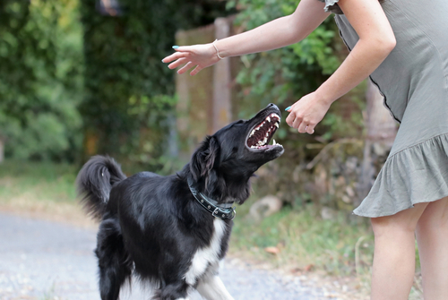 Damages from a Dog Bite | Long Island Dog Attack Injury Lawyer
