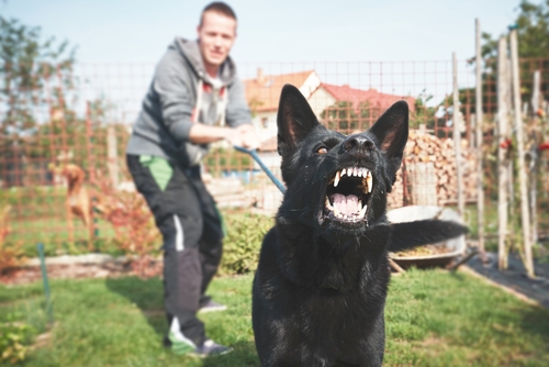 Abogado de lesiones personales por mordedura de perro en Long Island, NY | Responsabilidad de mascotas
